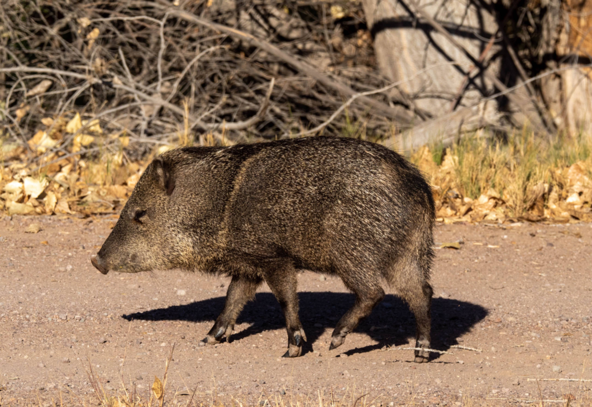 Javelina
