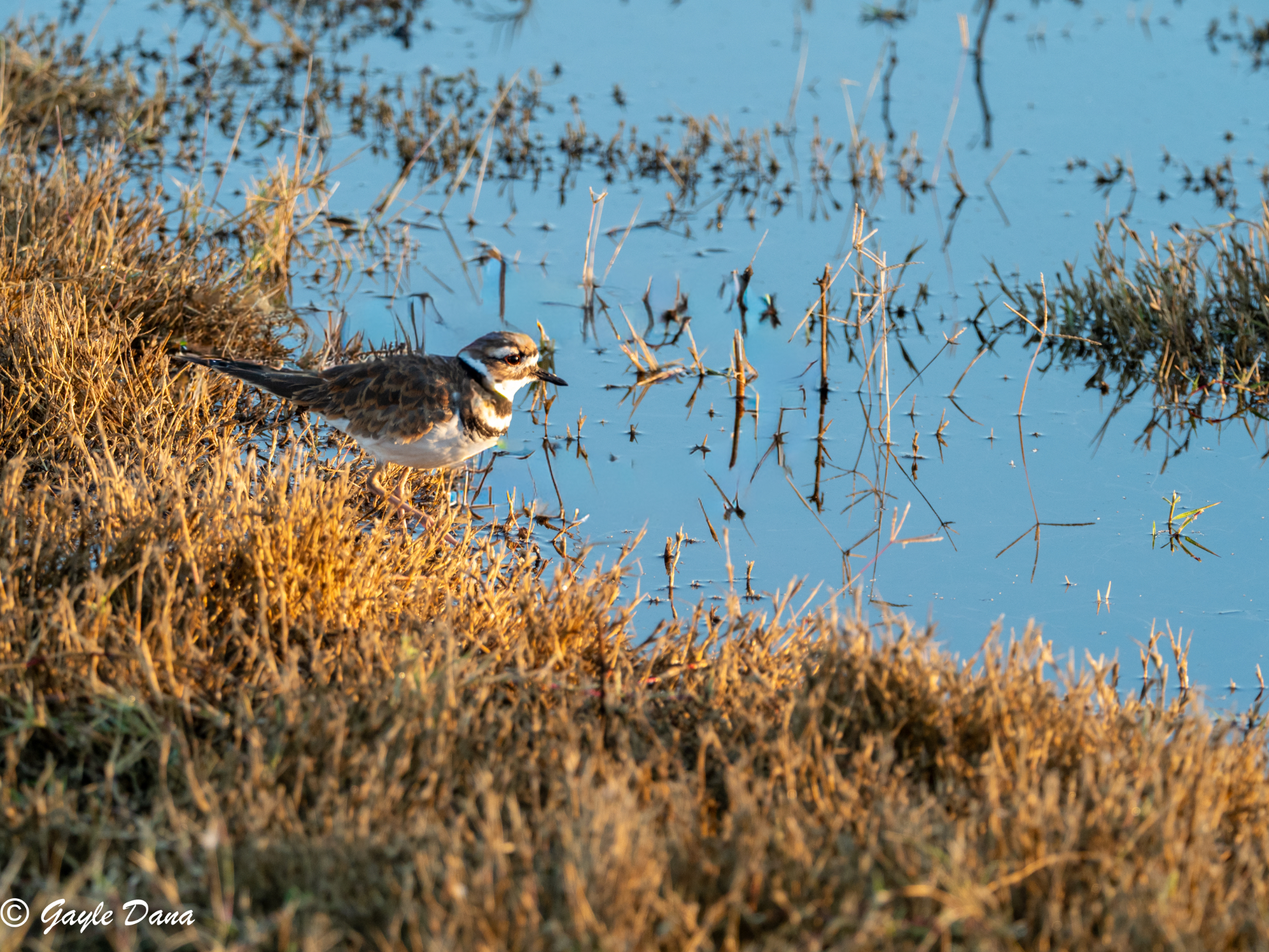 Killdeer