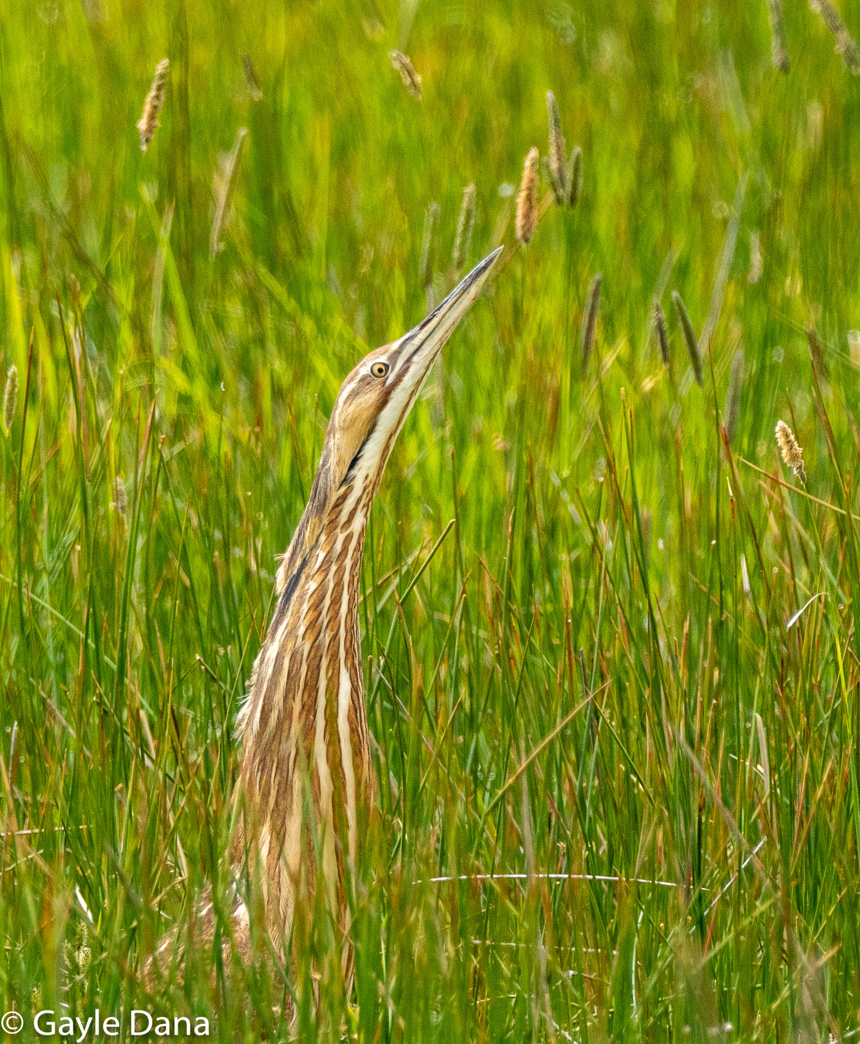 Bittern