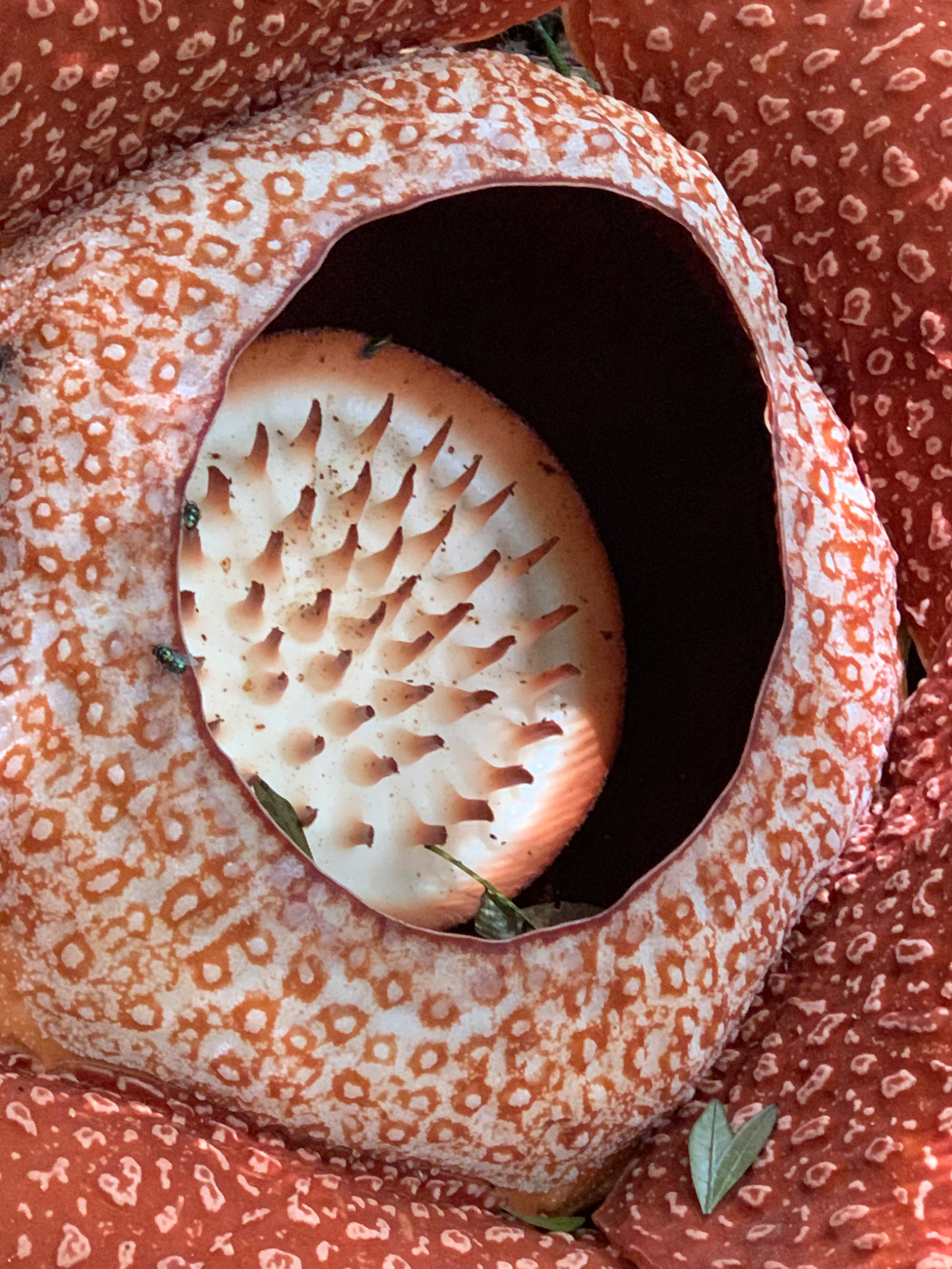 Rafflesia