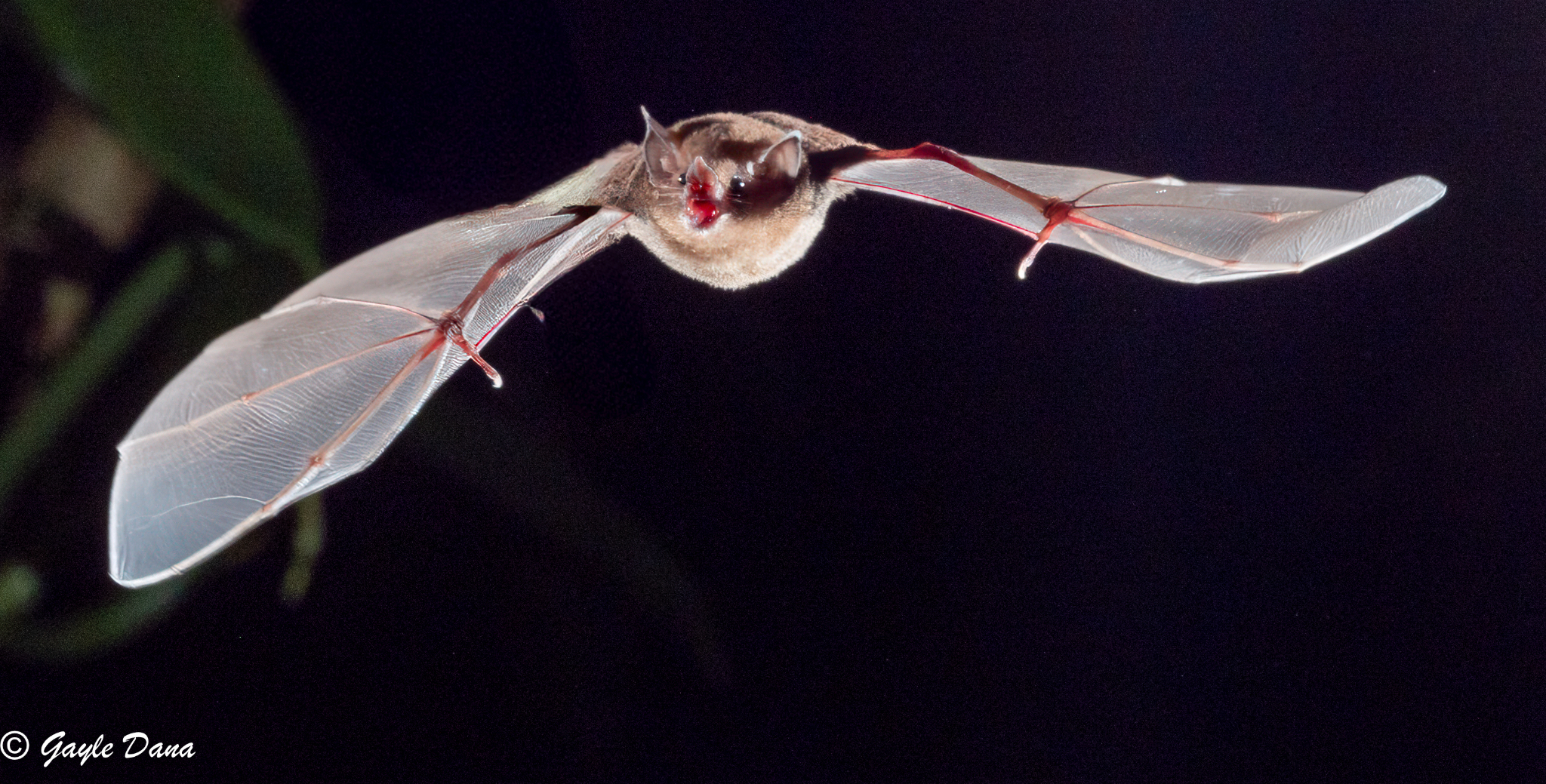 Nectar Bat Front