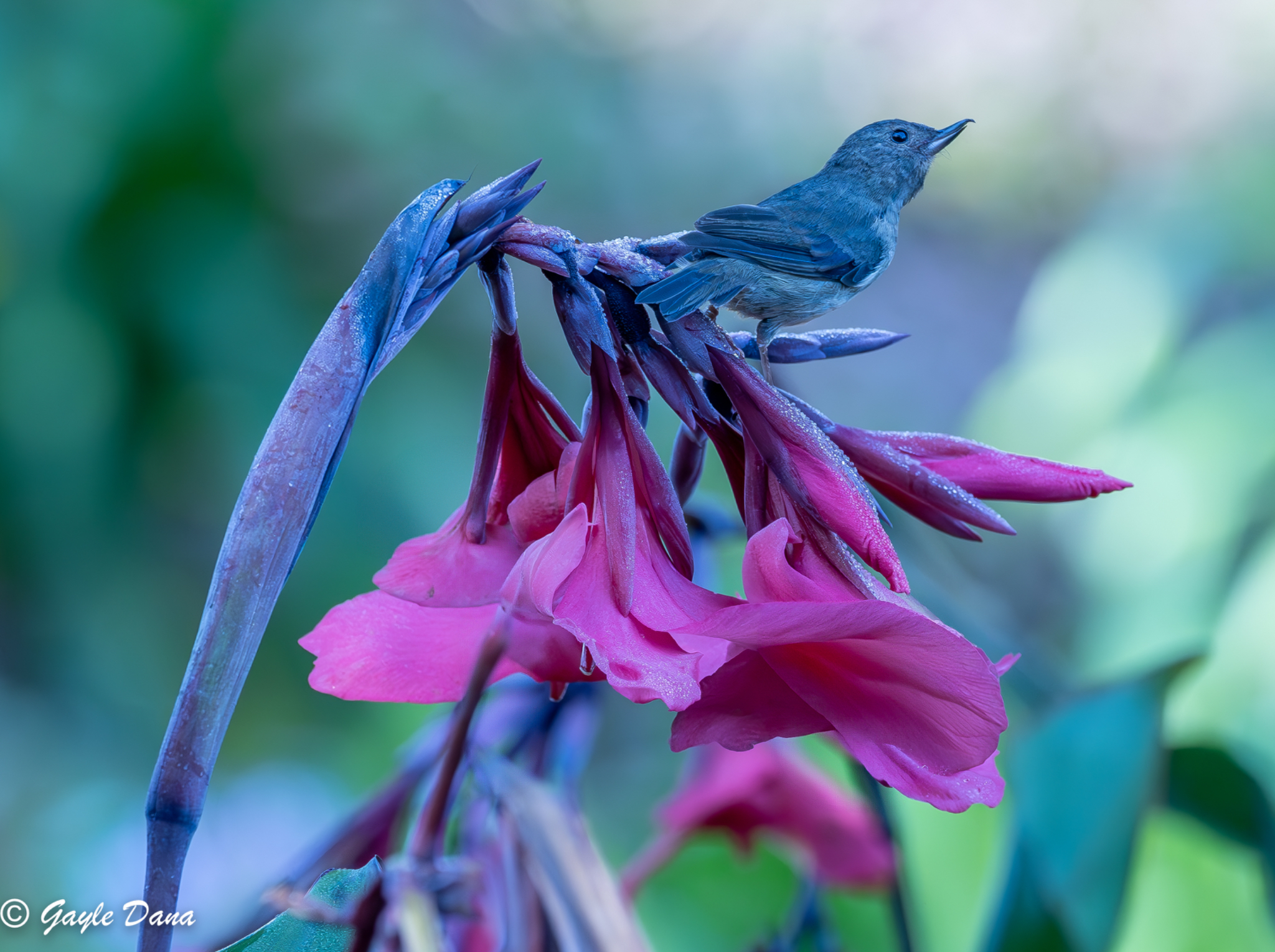 Slaty flowerpiercer