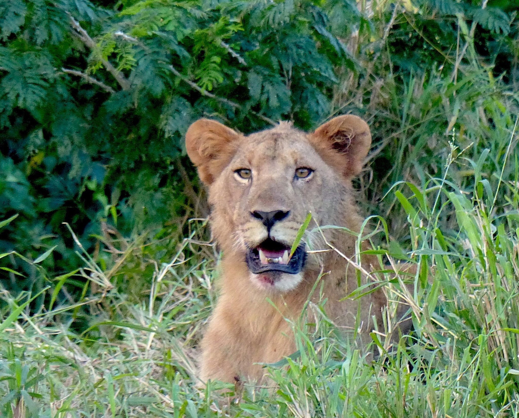Lion
