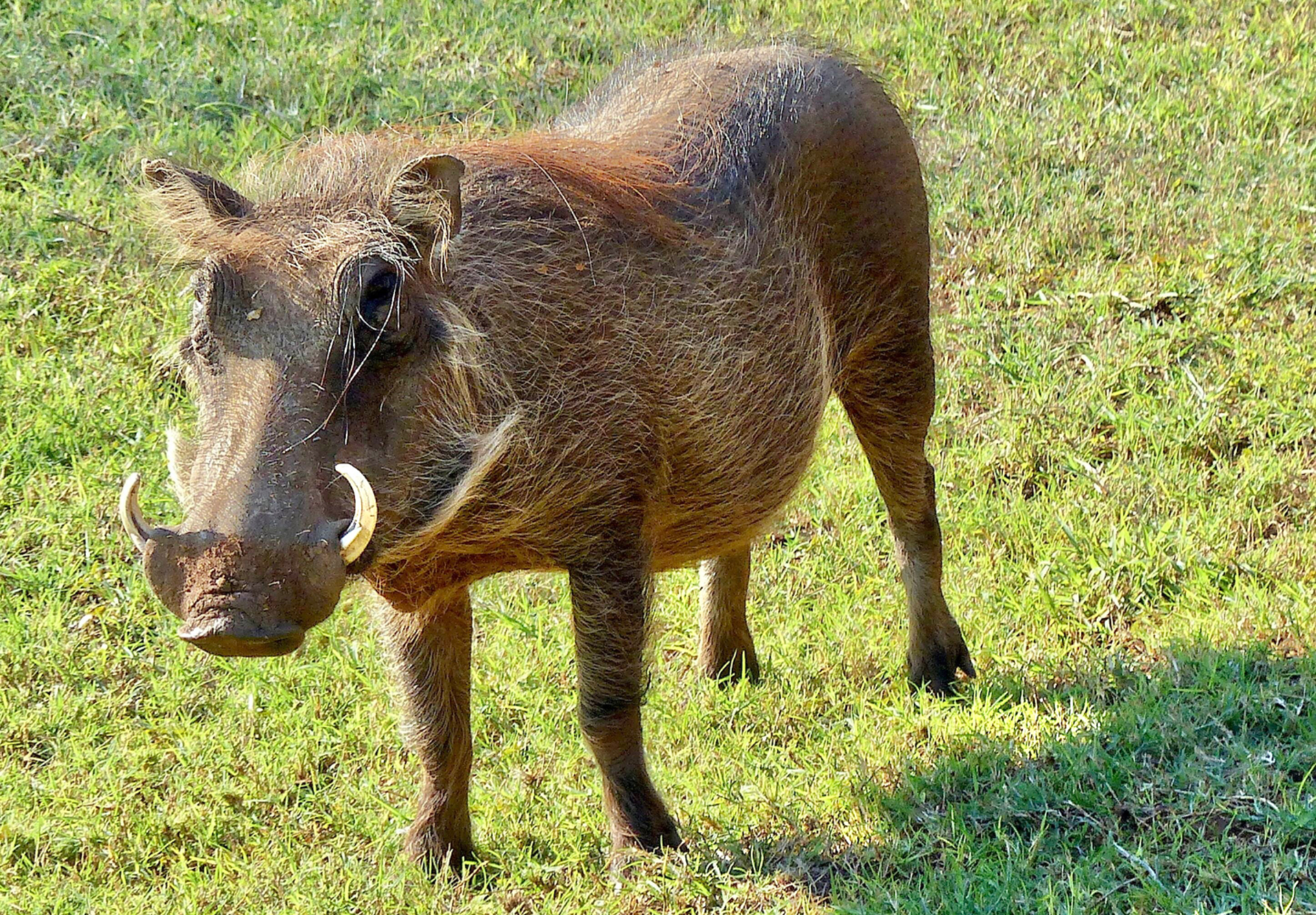 Warthog