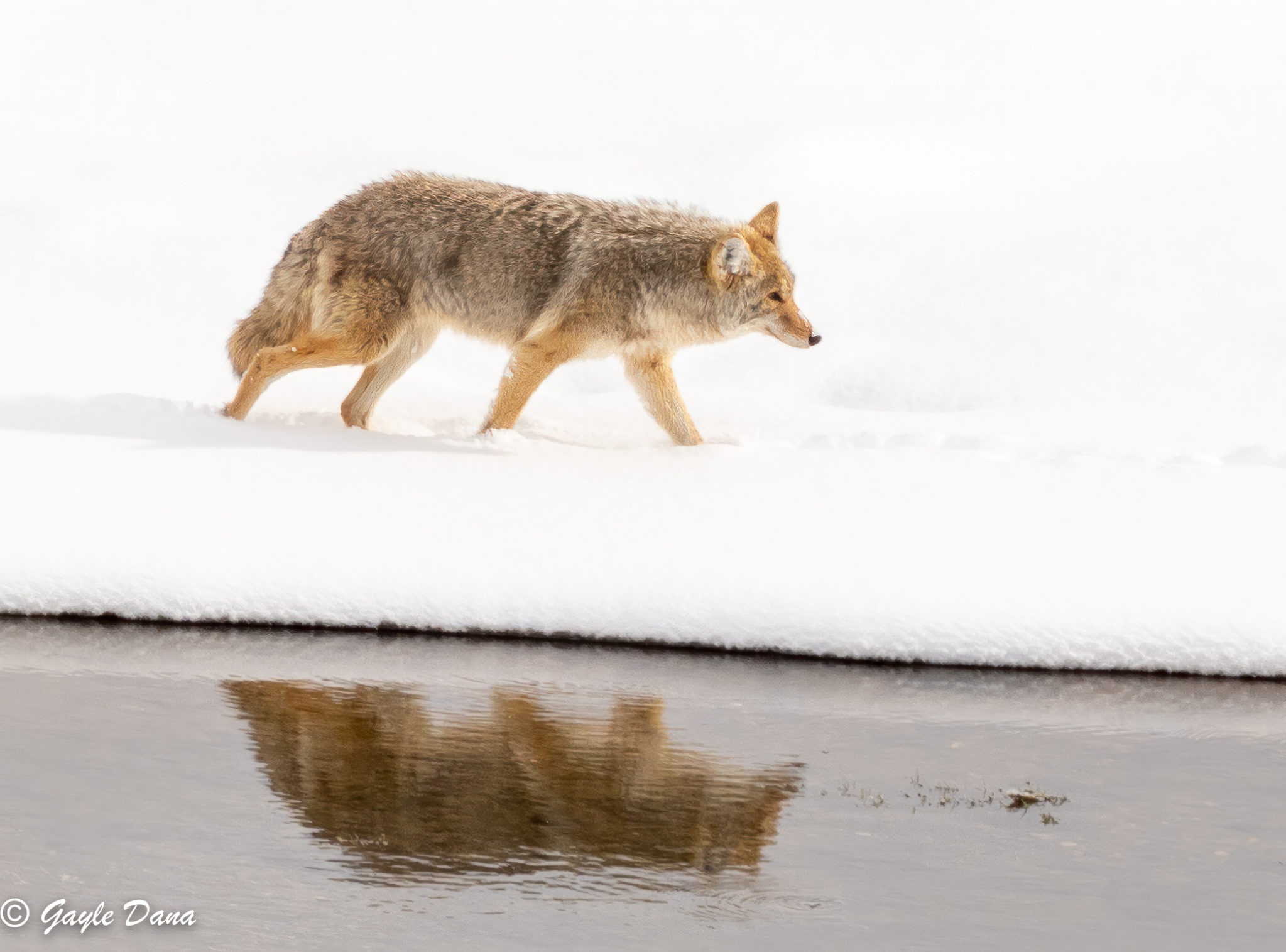 Coyote